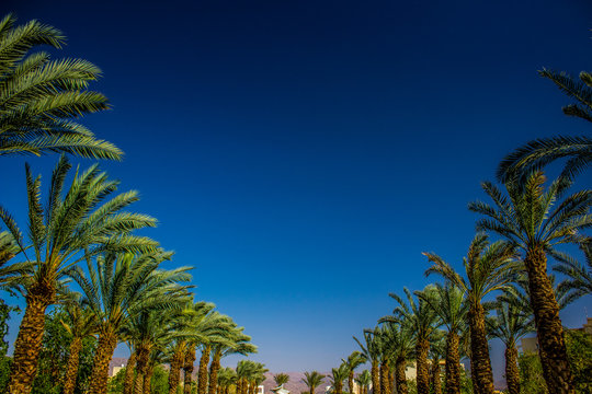 saturated colorful symmetry palm trees alley way from below with blue sky background park outdoor environment in some south country, ecology concept picture with copy space or text 