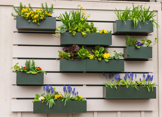 Flowers bloom in boxes on a wall