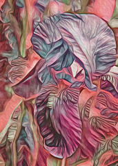 The Lines of an Iris in Magenta Tones