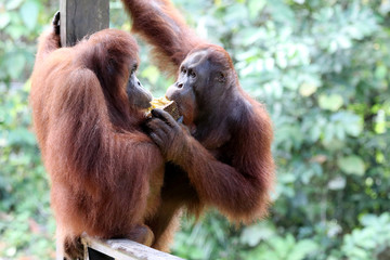 Borneo-Orang-Utan (Pongo pygmaeus) - Semenggoh Borneo Malaysia Asia