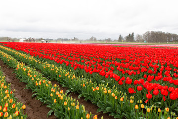Fototapeta premium field of tulips