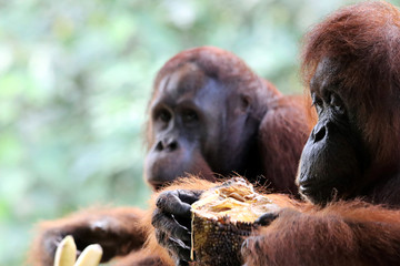 Borneo-Orang-Utan (Pongo pygmaeus) - Semenggoh Borneo Malaysia Asia