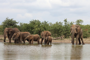 Afrikanischer Elefant / African elephant / Loxodonta africana