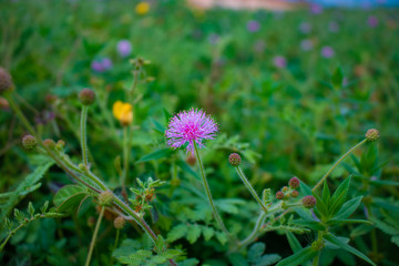 flower in the field