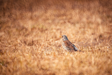 ouzel seeks food in thick grass