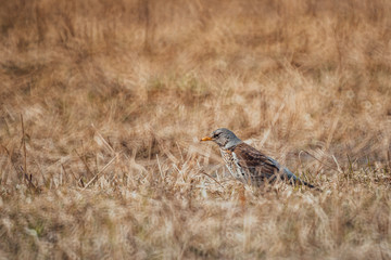 ouzel seeks food in thick grass