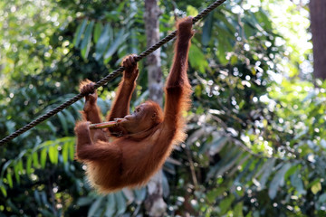 Borneo-Orang-Utan (Pongo pygmaeus) - Semenggoh Borneo Malaysia Asia