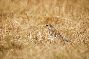 ouzel seeks food in thick grass