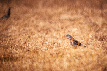 ouzel seeks food in thick grass