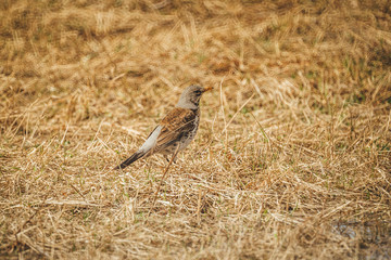ouzel seeks food in thick grass