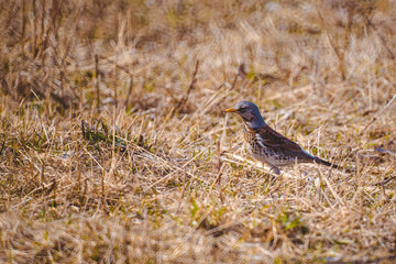 Obraz premium ouzel seeks food in thick grass