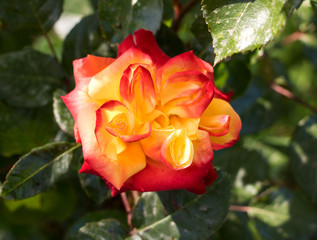 aufblühende zweifarbige rose