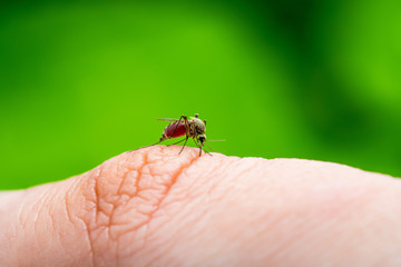 Encephalitis, Yellow Fever, Malaria Disease or Zika Virus Infected Culex Mosquito Parasite Insect Macro on Green Background