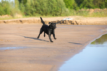 Labrador springt ins Wasser