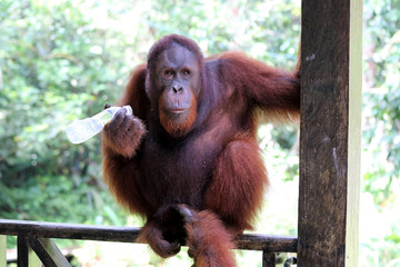 Borneo-Orang-Utan (Pongo pygmaeus) - Semenggoh Borneo Malaysia Asia