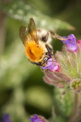 A bumblebee smells a pulmonaria bloom.
