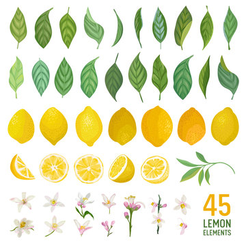 Set of watercolor elements of lemons, leaves and flowers for posters, summer vibrant banners, cover design templates, social media stories, spring wallpapers. Vector illustration