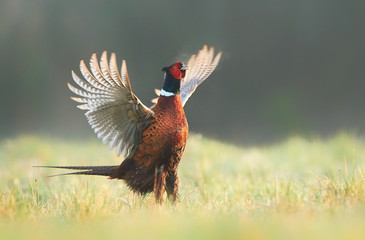Ringneck Pheasant (Phasianus colchicus)