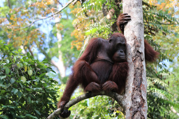 Borneo-Orang-Utan (Pongo pygmaeus) - Semenggoh Borneo Malaysia Asia