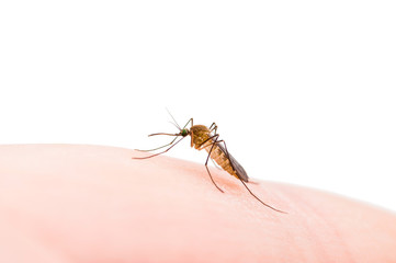 Encephalitis, Yellow Fever, Malaria Disease or Zika Virus Infected Culex Mosquito Parasite Insect Macro Isolated on White Background