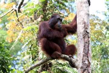 Borneo-Orang-Utan (Pongo pygmaeus) - Semenggoh Borneo Malaysia Asia