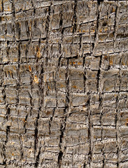Old tree wooden texture background