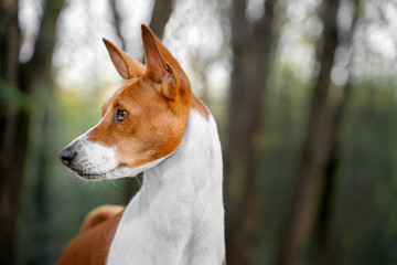 Portrait of a red basenji standing in a summer forest. Basenji Kongo Terrier Dog.
