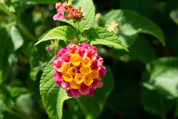 High detailed pink and yellow Lanthanum flower macro