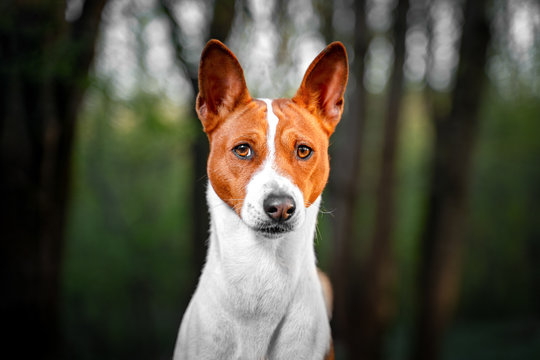 Portrait of a red basenji standing in a summer forest. Basenji Kongo Terrier Dog.