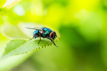 Exotic Drosophila Fruit Fly Diptera Parasite Insect on Plant Leaf
