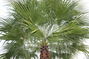 Hojas de palmera