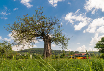Samotne, kwitnace drzewo na lace przy ulicy, w tle autobus miejski. © ff25