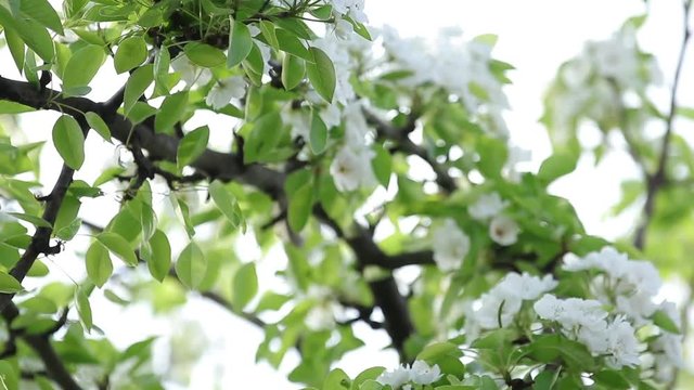 Blooming branch of pear tree in spring with light wind. Blossoming pear with beautiful white flowers, selective focus. Full HD video, 59.97 fps