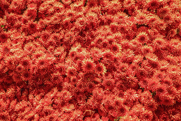 Red chrysanthemum background. Golden-daisy abstract. High detailed stock photo