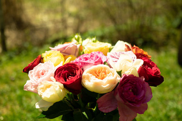 Beautiful red, yellow, pink, orange and white roses in the garden