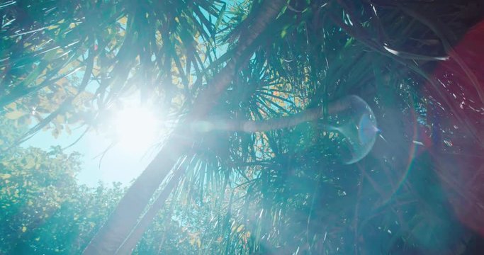 Walking in the tropical Pandanus tree forest (wild pineapples) on the Railay beach in Thailand