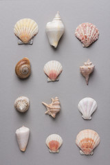 Geometric pattern from rows of sea shells of different shapes and colors on gray stone background. Elegant minimalist style. Creative poster card. Summer tropical spa wellness concept