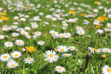 a green field with white daisies in springtime