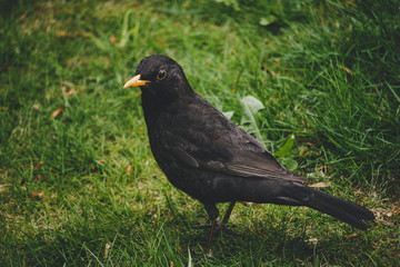 Amsel