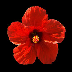 Red hibiscus syriacus flower isolated on black background.  Chinese rose. Flat lay, top view. Macro object