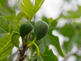 Figs on the branch of a fig tree