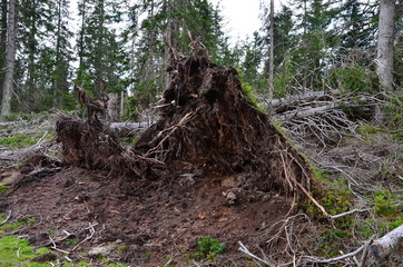 Umgeknickte Bäume, Windwurf, Sturmschäden