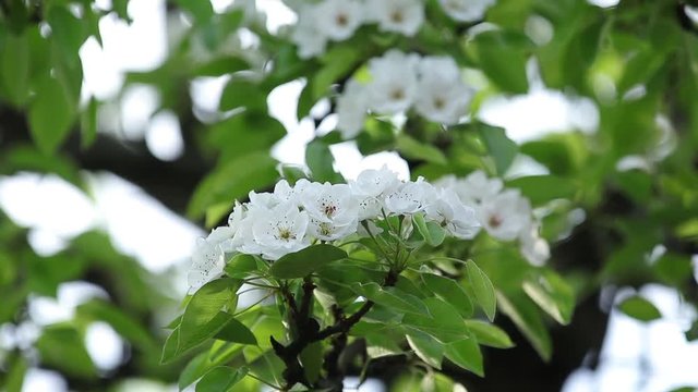 Blooming branch of pear tree in spring with light wind. Blossoming pear with beautiful white flowers, selective focus. Slow motion Full HD video