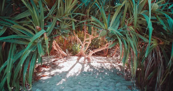 Walking in the tropical Pandanus tree forest (wild pineapples) on the Railay beach in Thailand