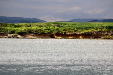 Salt lake and flamingos in Larnaca, Cyprus
