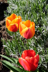 2019 04 - tulipe 10