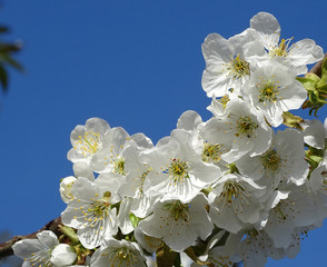 Cherry blossoms in spring