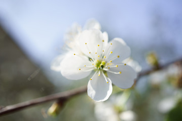 Cherry blossoms in berry garden on a sunny day