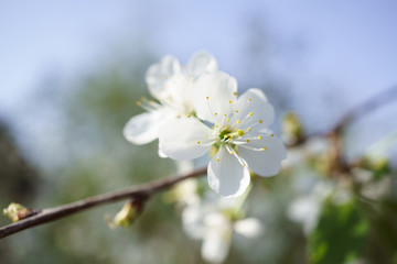Cherry blossoms in berry garden on a sunny day