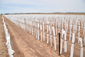 Arizona rose nursery